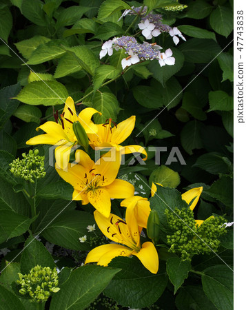 hydrangea hydrangea 47743838