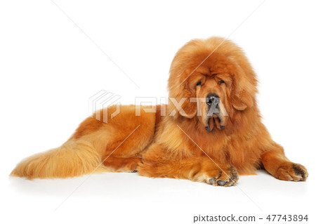 Red Tibetan Mastiff resting on a white background 47743894