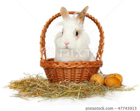 Sweet and fluffy white Bunny in a basket 47743913