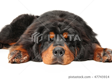 Tibetan Mastiff dog is sleeping Tibetan Mastiff dog is sleeping 47743914