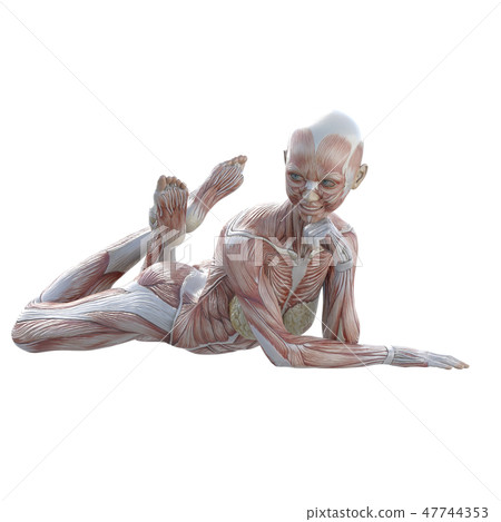 女性解剖肌肉3DCG例證材料 47744353