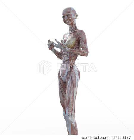 女性解剖肌肉3DCG例證材料 女性解剖肌肉3DCG例證材料 47744357