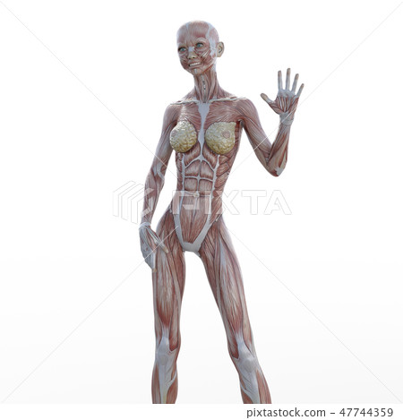 女性解剖肌肉3DCG例證材料 47744359