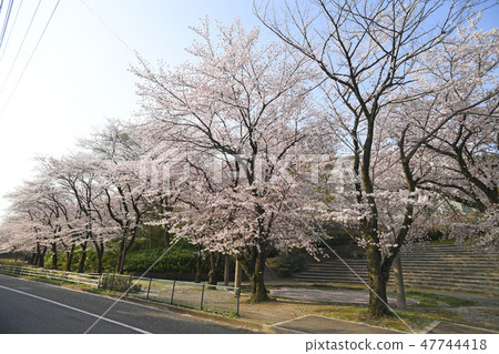 Kanagawa Prefecture Atsugi City Mogaoka Sakura Park Kanagawa Prefecture Atsugi City Mogaoka Sakura Park 47744418