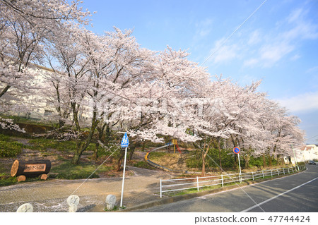 Kanagawa Prefecture Atsugi City Mogaoka Sakura Park 47744424