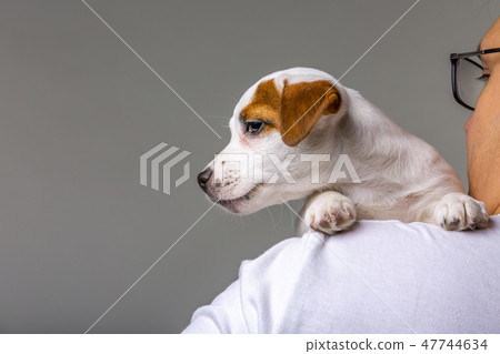 Horizontal portrait of handsome cheerful man holds jack russell terrirer on his shoulder, has glad Horizontal portrait of handsome cheerful man holds jack russell terrirer on his shoulder, has glad 47744634