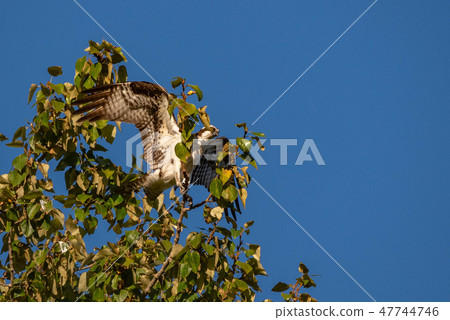 Osprey In Tree 47744746