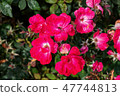 Spray Rose Blossoms 47744813