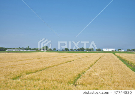 6 row barley of lake country 6 row barley of lake country 47744820