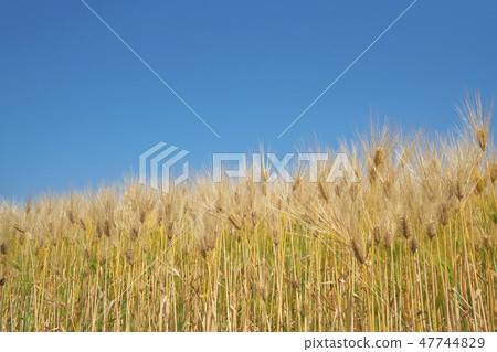 湖國家的6行大麥 47744829