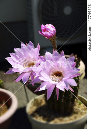 Cactus flower Cactus flower 47744868