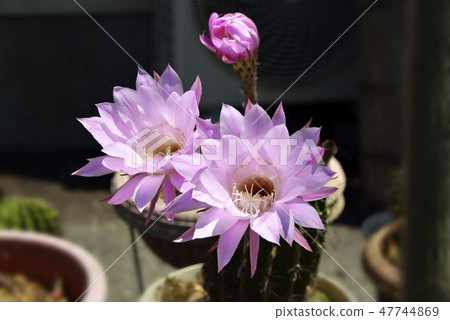 Cactus flower Cactus flower 47744869