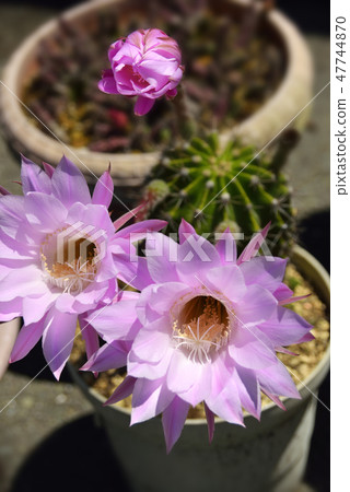 Pink cactus flower Pink cactus flower 47744870