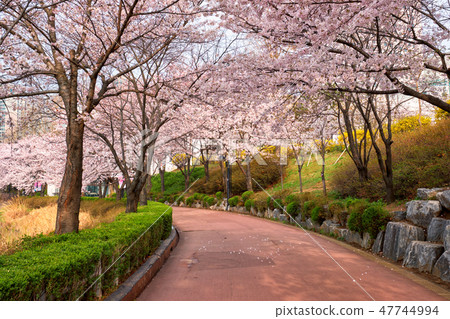 Blooming sakura cherry blossom alley in park 47744994