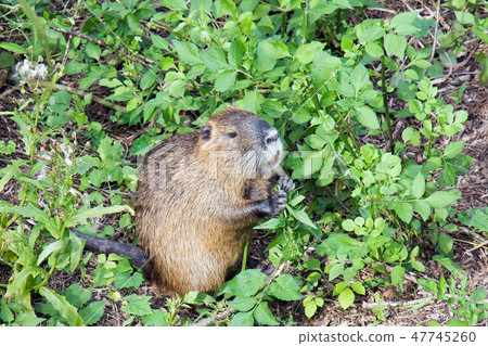 Nutria 47745260