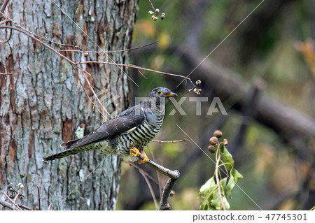 喜馬拉雅杜鵑 喜馬拉雅杜鵑 47745301