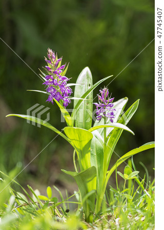 Hakusan Chidori Sapporo City 47745407