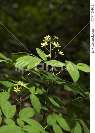 Louis yau button Sapporo 47745408