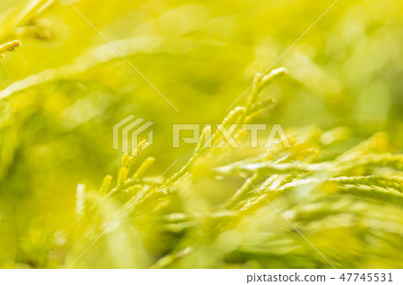 Konotegashiwa swaying in the wind 47745531