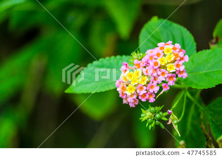 Lantana camara colorful flower blooming in garden Lantana camara colorful flower blooming in garden 47745585