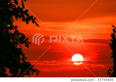 sunset colorful flame cloud silhouette tree on sky sunset colorful flame cloud silhouette tree on sky 47745604