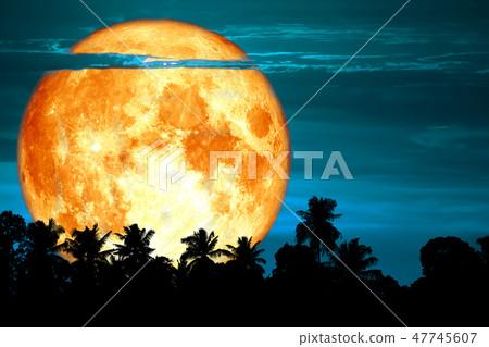 super blood snow moon silhouette tree on night sky super blood snow moon silhouette tree on night sky 47745607