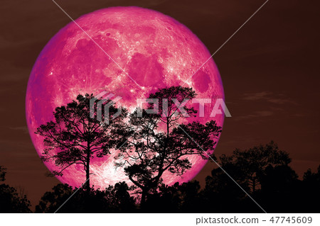 super pink snow moon back tree in field night sky 47745609
