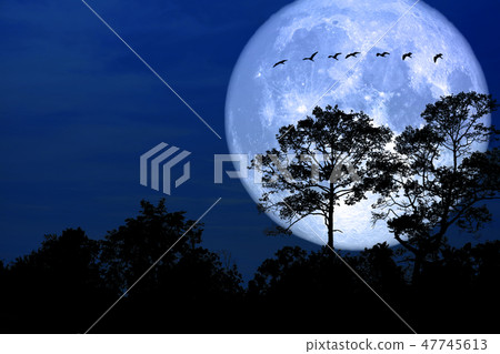 super snow moon silhouette bird in field night sky super snow moon silhouette bird in field night sky 47745613