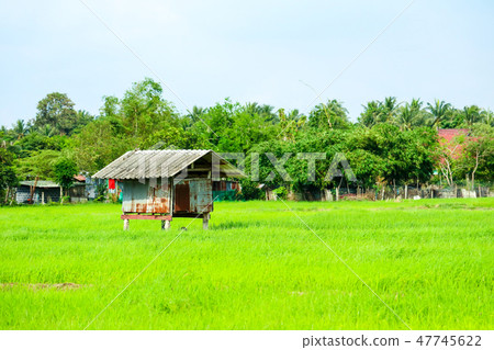 cottage is surrounded by green rice fields tree cottage is surrounded by green rice fields tree 47745622