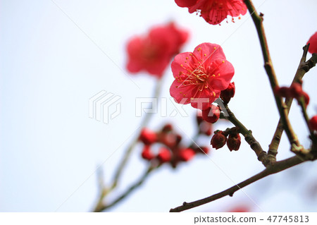 Early spring plum blossoms 47745813
