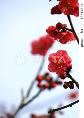 Early spring plum blossoms 47745814