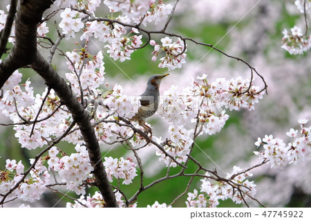 Cherry blossoms and bulbul 47745922