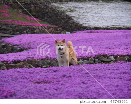 Shiba and dogs 47745931