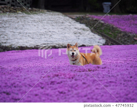 My dog and mosaic cherry tree My dog and mosaic cherry tree 47745932
