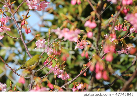 Kawazu cherry tree and mezzo Kawazu cherry tree and mezzo 47745945