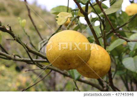 Honey fruit Honey fruit 47745946