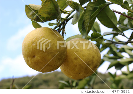 Honey fruit Honey fruit 47745951