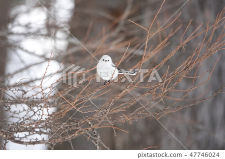 Shima enaga的里程碑 47746024