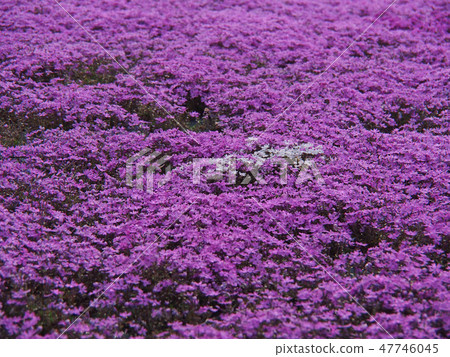 Carpet cherry carpet Carpet cherry carpet 47746045