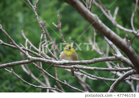 White-eye White-eye 47746158