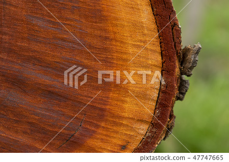 Texture of wood. 47747665