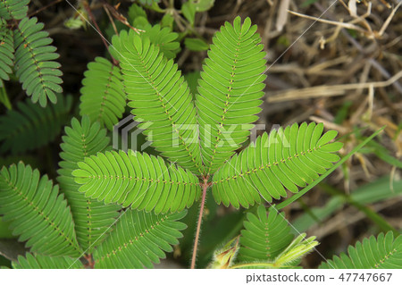 sensitive plant, sleepy plant sensitive plant, sleepy plant 47747667