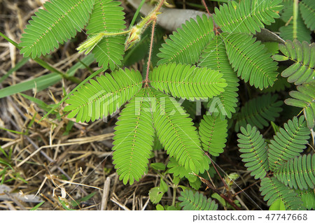 sensitive plant, sleepy plant sensitive plant, sleepy plant 47747668