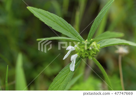 Close up of Leucas aspera plant Close up of Leucas aspera plant 47747669