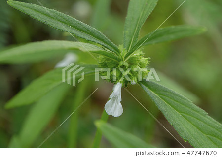 Close up of Leucas aspera plant Close up of Leucas aspera plant 47747670