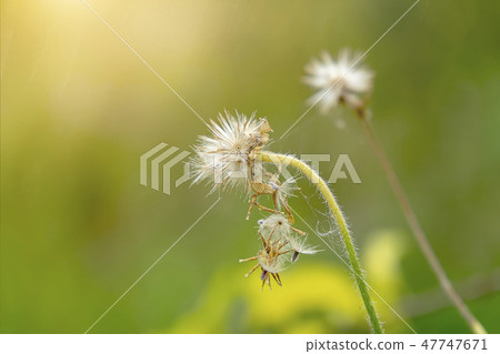 Coat buttons seed. Coat buttons seed. 47747671