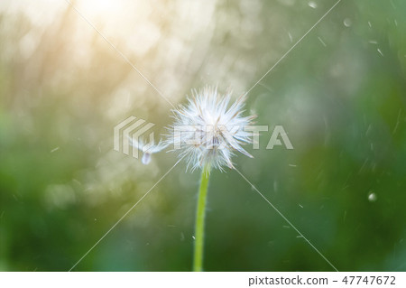 Coat buttons seed. Coat buttons seed. 47747672