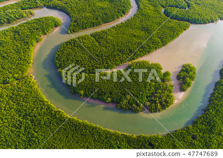 Aerial view of mangrove forest with sea coastline Aerial view of mangrove forest with sea coastline 47747689