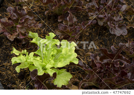 Green oak with red oak plant. Green oak with red oak plant. 47747692