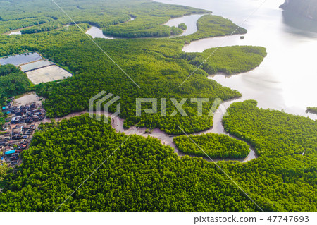 Aerial view of mangrove forest with sea coastline Aerial view of mangrove forest with sea coastline 47747693